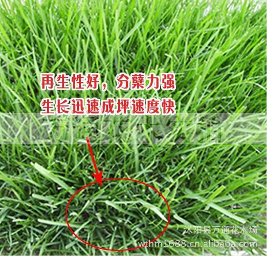 批发高羊茅草坪种子 四季常青草皮|草坪草籽 碧绿均一