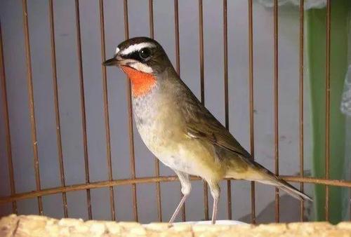 【鸟友汇】看图识常见的靛颏鸟及其它