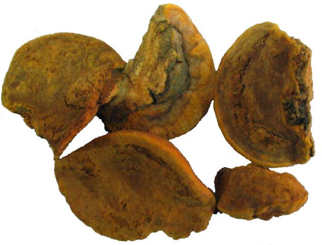 野生桑黄的用法用量