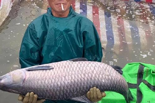 淡水青鱼 8.0/斤 淡水青鱼  长年稳定供应10斤到100斤