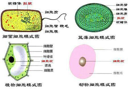 原核细胞的细胞结构_原核细胞的基本结构_原核细胞有哪些结构