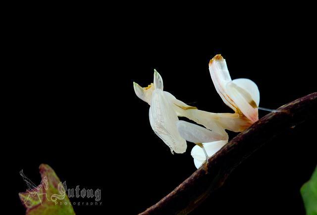 冕花螳,又被叫作兰花螳螂.