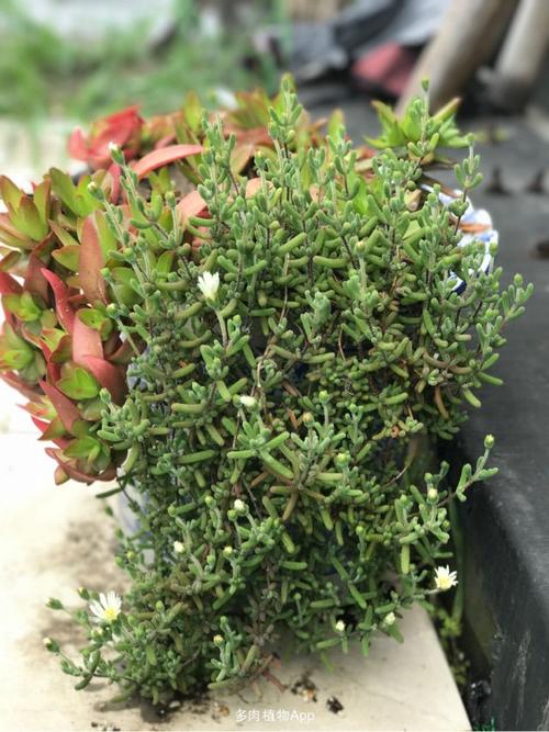 家有鲜肉                  枝干番杏,养了两年的枝干番杏开花喽!