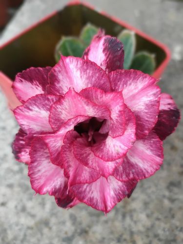 超高颜值的重瓣沙漠玫瑰