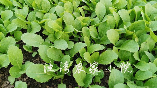 娃娃菜苗 微型大白菜苗 袖珍白菜苗 营养蔬菜 菜苗菜秧 阳台盆栽