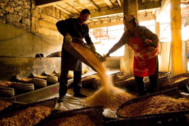 根据所用糖化,发酵菌种和酿造工艺的不同,它可分为大曲酒,小曲酒,麸曲