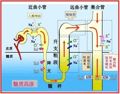 2013执业药师药理学:利尿药
