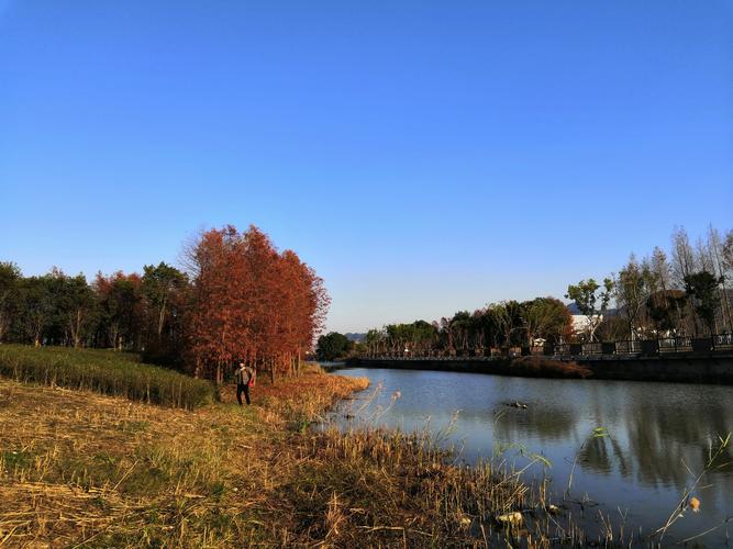 三垟湿地--花溪花岛水红杉林