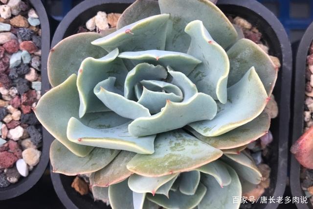 多肉植物海啸肉如其名,养出状态以后颇有几分惊涛拍岸的感觉