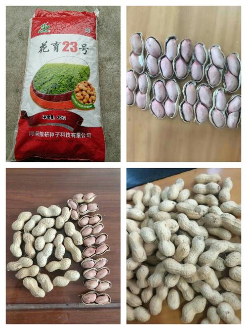 花育23号,小花生品种,适合做炒货,包装规格40斤装.
