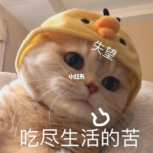 不开心猫咪表情包来一波_表情包_猫咪_我最爱的表情包