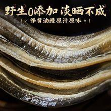 苏北纯天然鳗鱼淡水鳗新鲜活河鳗江鳗鱼活体正宗湖鳗白鳝黄鳗鳗鲡