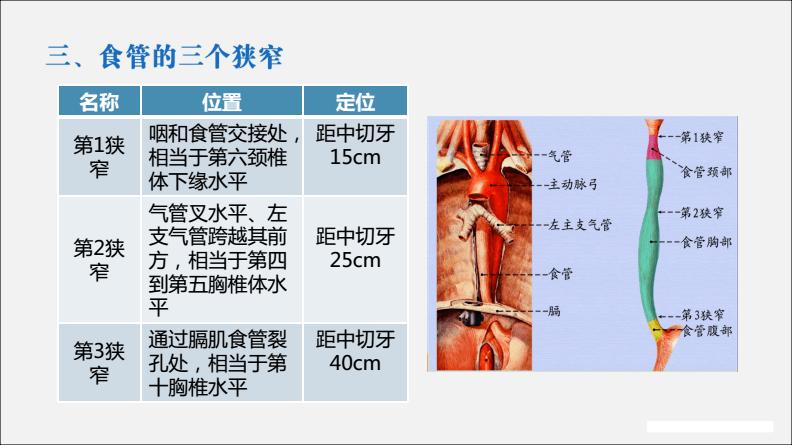 食管的位置,分部及狭窄.pdf 7页