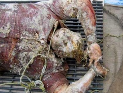 尸体已经高度腐烂,惨不忍睹,而女星并非先奸后杀