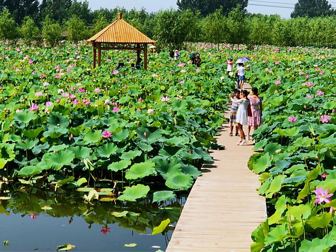映日荷花别样红—辽阳柳壕湿地公园的美景