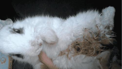 兔子球虫病症状