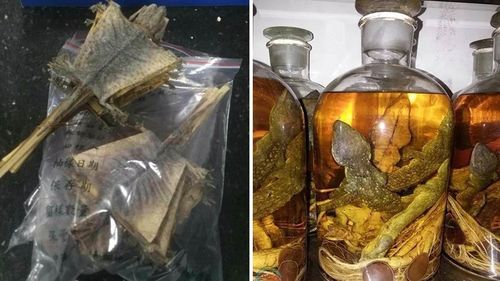 再如 蛤蚧,又名 大蜥蜴,中医认为它有"祛风,活络,散结"之效,可用于