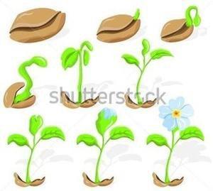 植物从种子到发芽到成熟的简笔画