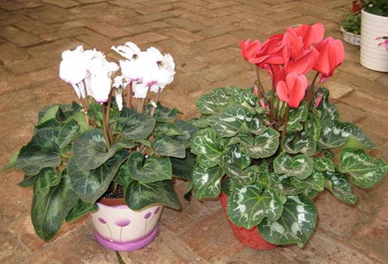 仙客来怎么养?仙客来的养殖方法