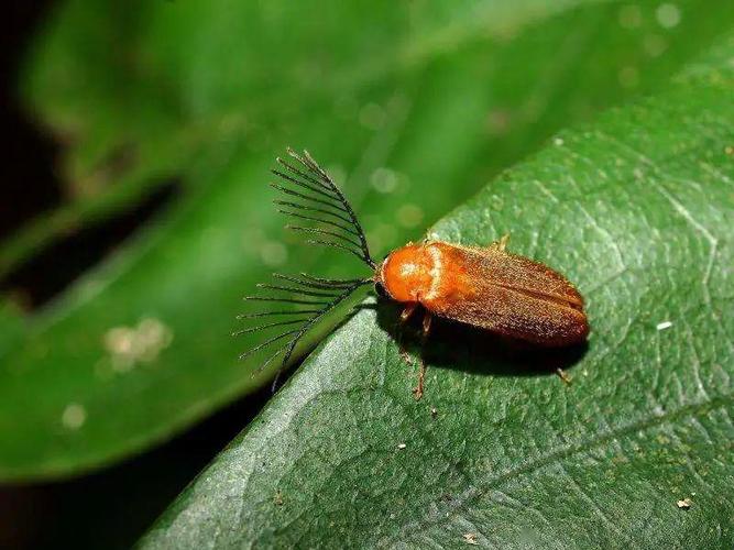 寻梦天台山,拥抱今夏最浪漫的萤火虫