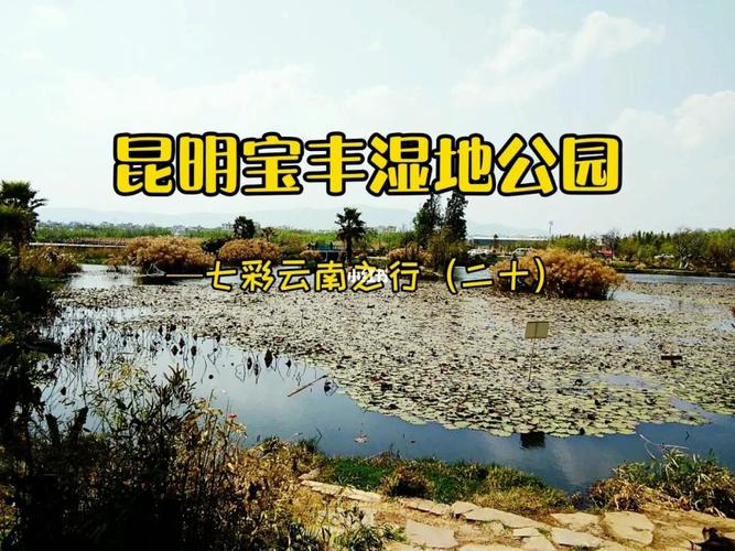 昆明宝丰湿地公园 七彩云南之行(二十)_湿地公园_宝丰