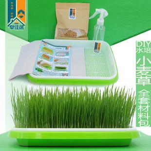 无土栽培小麦草diy种植芽苗菜举佳居猫草材料包水培麦苗种子免邮