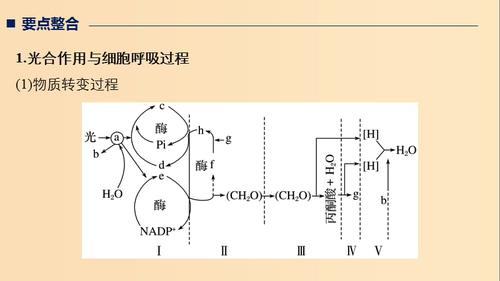 专题二 细胞代谢 考点2 光合作用与细胞呼吸课件