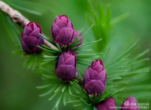 万年松树开花,真的太美了!送给所有的朋友们!