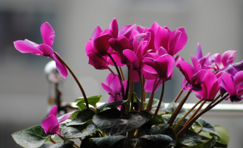 仙客来花杆"东倒西歪",养护避免这2点,开花挺拔更漂亮