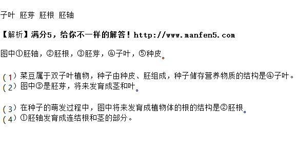 请回答: (1)在被子植物的双子叶种子植物种能贮藏营养的结构是④