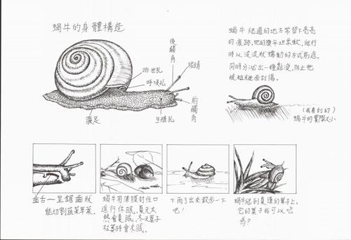 绘图主题:蜗牛的身体构造  使用工具:手绘,铅笔,针笔  图说