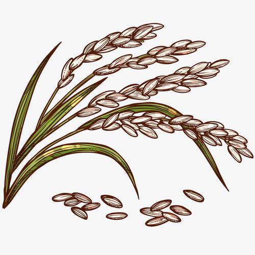 手绘稻穗免抠png