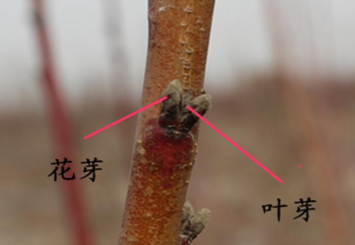 怎样识别果树的花芽和叶芽?