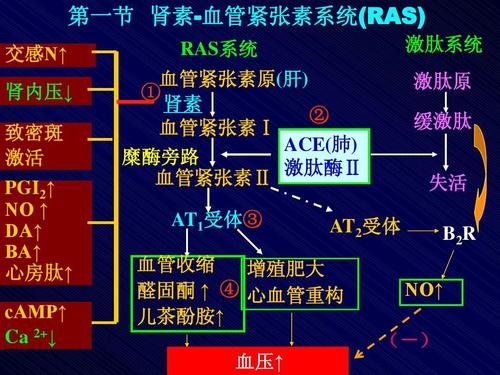 肾素血管紧张素药理ppt