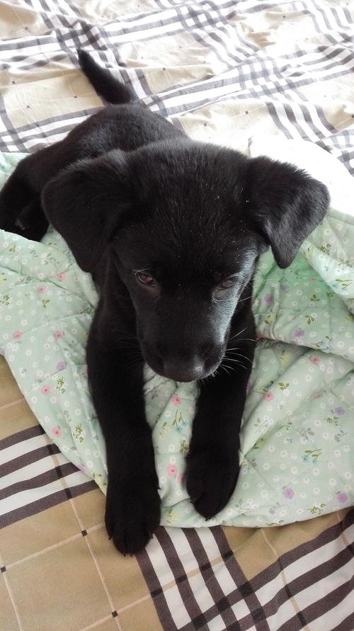 l两个月拉布拉多耳朵这样了,是不是飞耳啊!怎么办?