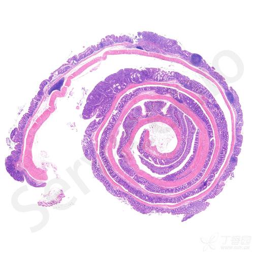 病理形态-he染色经验介绍