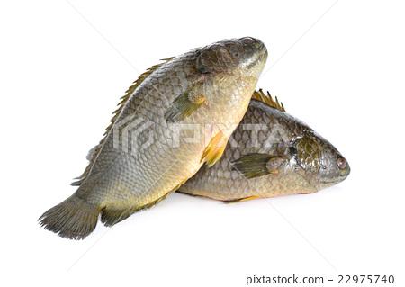 图库照片: common climbing perch fish or koi fish on white