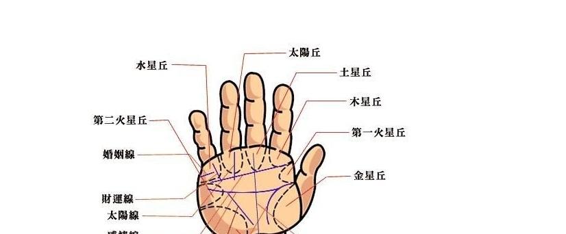 4,太阳丘,指「无名指根部」隆起的部位,代表财富,才能与名声等.