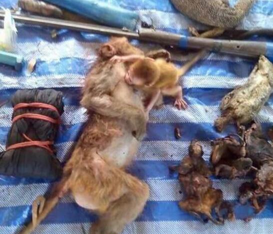 几个小时候后,小猴子依然依偎在母猴身上,你可以看到它的伤心表情.