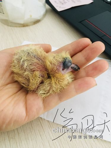 手养小鸽子7天全记录