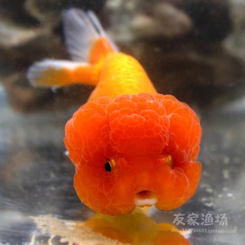 观赏金鱼 精品全红虎头猫狮金鱼活体头瘤 国粹冷水淡水族宠物包邮