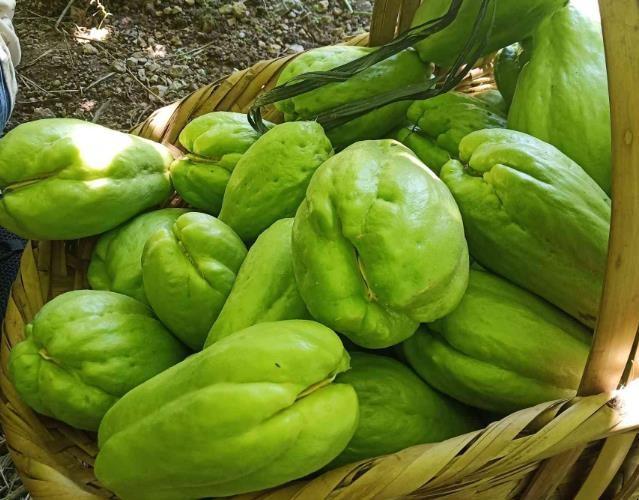 佛手瓜需要削皮吃吗