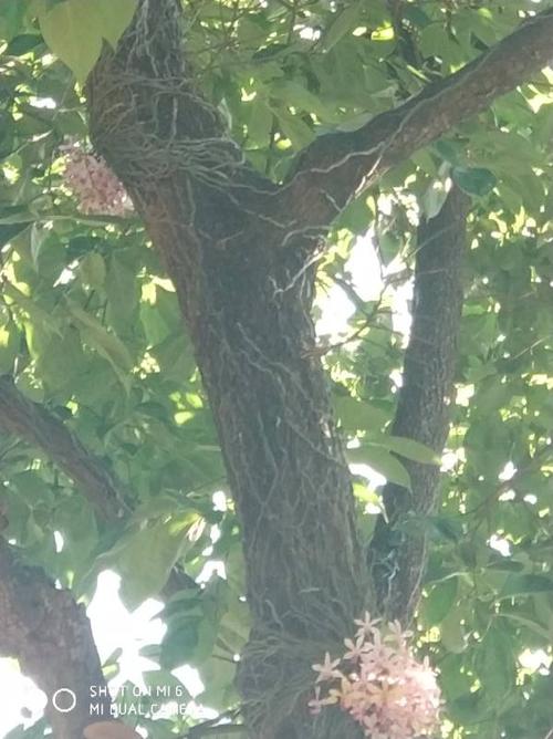 这是什么植物 寄生在柿子树上的