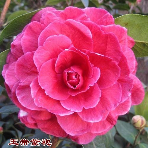 玉带紫袍_金华米可苗木有限公司-米可茶花,小苗,金华茶花,四季杜鹃茶