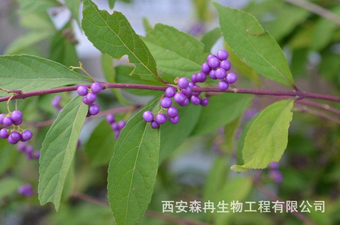 森冉生物紫珠叶提取物10:1/大风叶提取物/紫珠草提取物