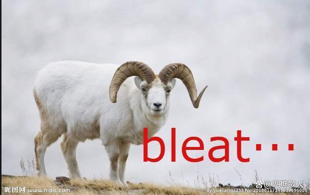 动物的叫法