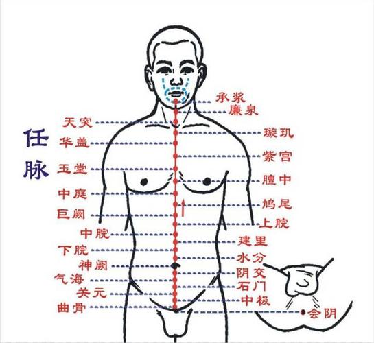 经络篇——任脉
