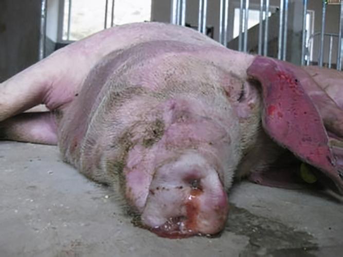 猪耳朵发红发紫是什么病?注意猪的这几个症状