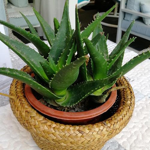 芦荟