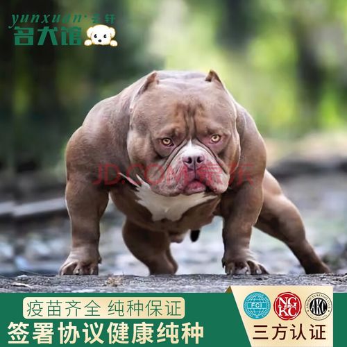 云轩犬舍 赛级双血统纯种美国恶霸犬丁香色蓝黑口袋体标准体蛤蟆体
